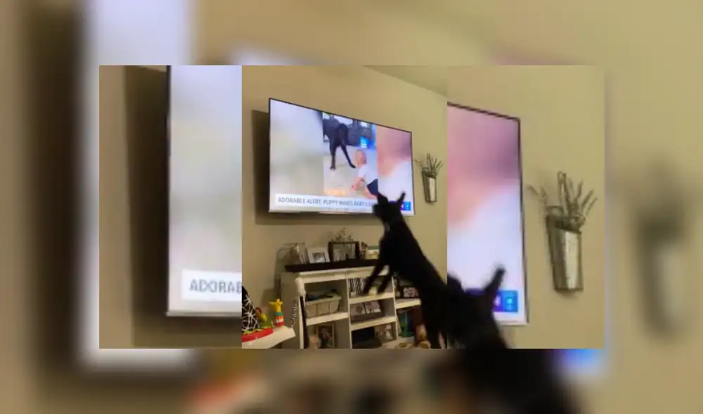 Video es viral en Facebook. Dueña del can captó el divertido comportamiento que tuvo su mascota al reconocerse en un programa de noticias. Video es viral en Facebook. Dueña del can captó el divertido comportamiento que tuvo su mascota al reconocerse en un programa de noticias.