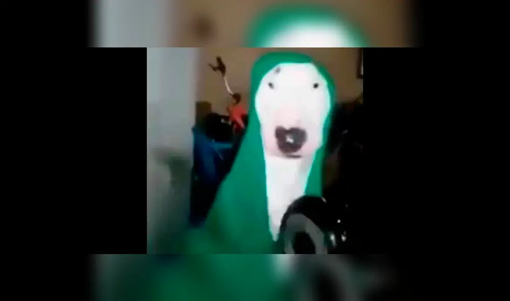 Video del perro con una manta tocando una sartén. Foto: YouTube.