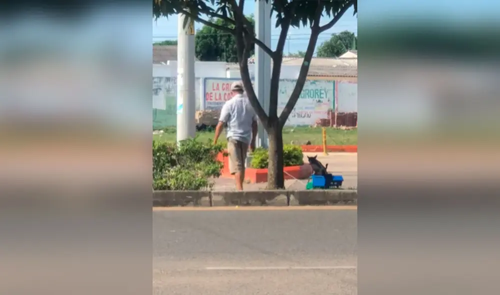 Desliza las imágenes para ver el curioso momento entre un hombre junto a su perro cuando salieron a pasear al parque. Foto: captura de TikTok Desliza las imágenes para ver el curioso momento entre un hombre junto a su perro cuando salieron a pasear al parque. Foto: captura de TikTok