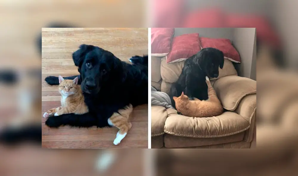 Desliza las imágenes para conocer el emotivo momento que protagonizaron un perro junto a un gato. Desliza las imágenes para conocer el emotivo momento que protagonizaron un perro junto a un gato.