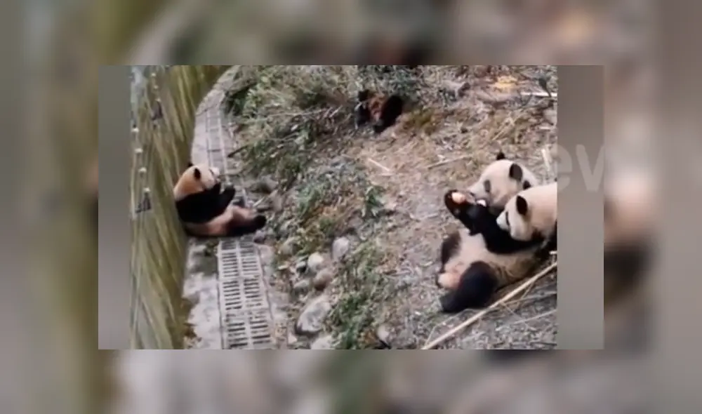YouTube viral: turistas se percatan de brutal pelea entre pandas y usan curiosa técnica para evitarlo [VIDEO]