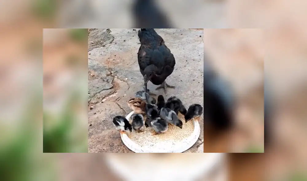 Facebook viral: se topa con peculiar ‘criatura’ alada, se acerca y descubre tierna escena que conmueve a miles Facebook viral: se topa con peculiar ‘criatura’ alada, se acerca y descubre tierna escena que conmueve a miles