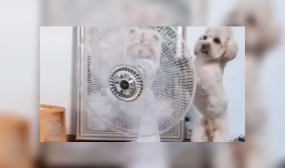 Desliza las imágenes para ver más detalles de esta peculiar escena que es viral en TikTok. Desliza las imágenes para ver más detalles de esta peculiar escena que es viral en TikTok.