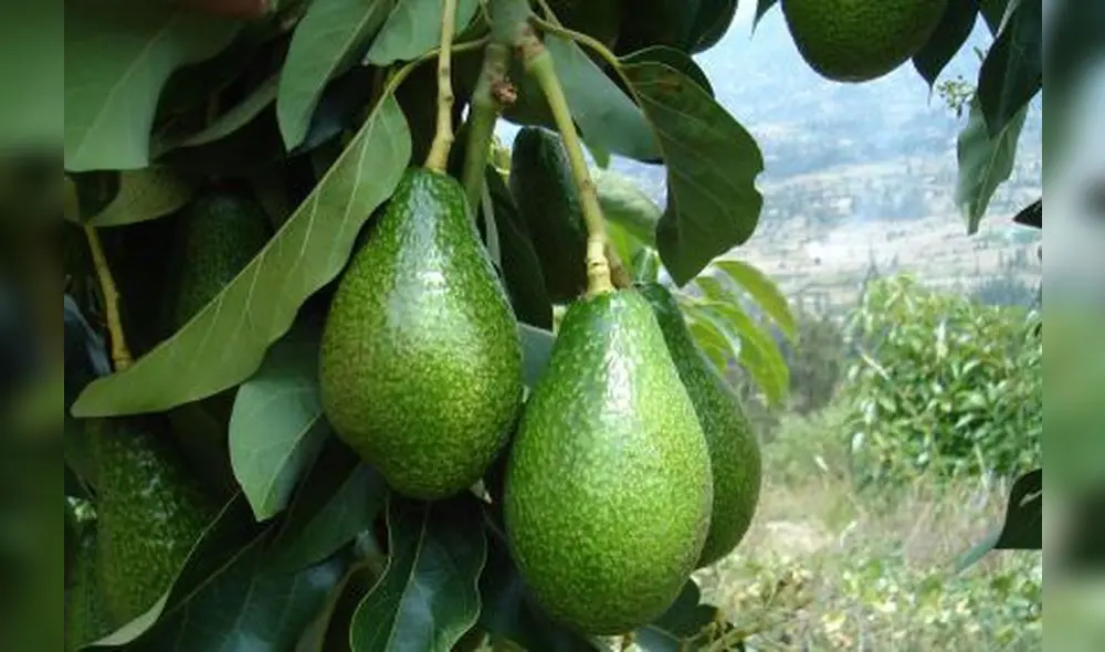 La palta fuerte fue el producto que menos incidencia tuvo en la inflación del mes de febrero.