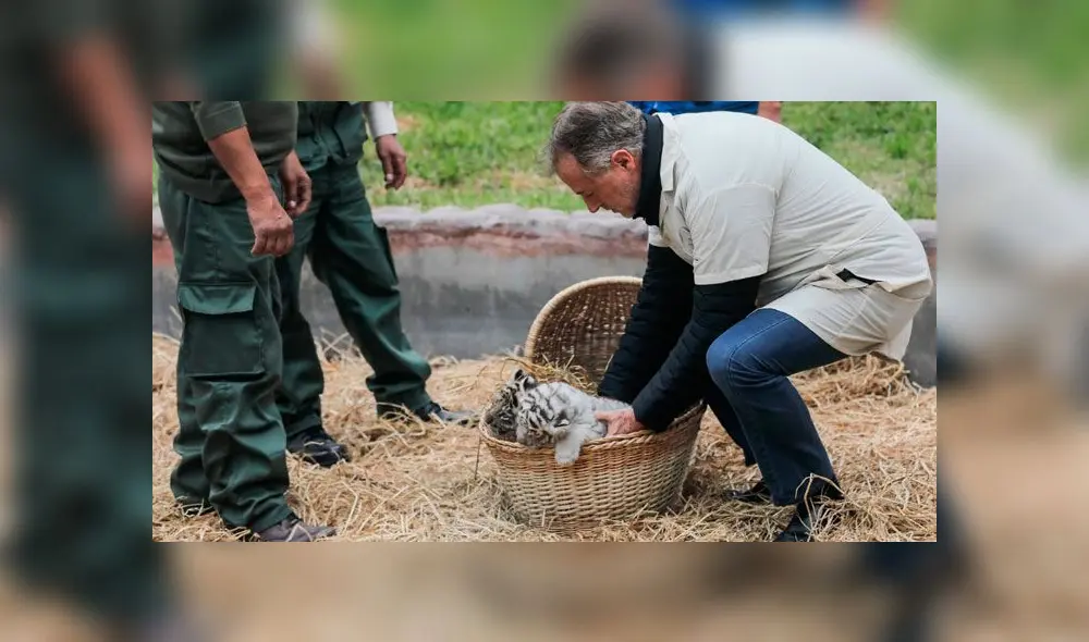 Tres tigresas de bengala nacieron en el Parque de las Leyendas [FOTOS]