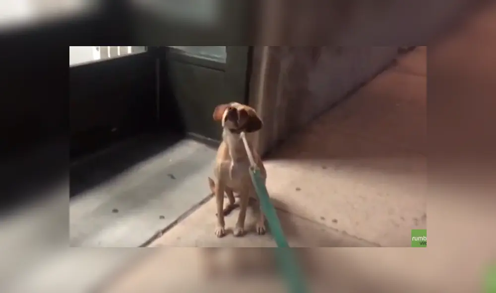 Desliza hacia la izquierda para ver la tierna escena del video viral de YouTube. Desliza hacia la izquierda para ver la tierna escena del video viral de YouTube.