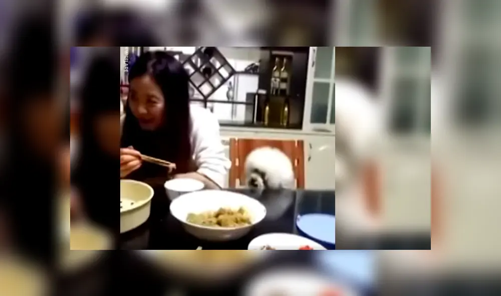 Vía Facebook. Perro poodle protagonizó una hilarante escena luego de ser ignorado por su dueña a quien molestaba insistentemente para que le dé comida Vía Facebook. Perro poodle protagonizó una hilarante escena luego de ser ignorado por su dueña a quien molestaba insistentemente para que le dé comida