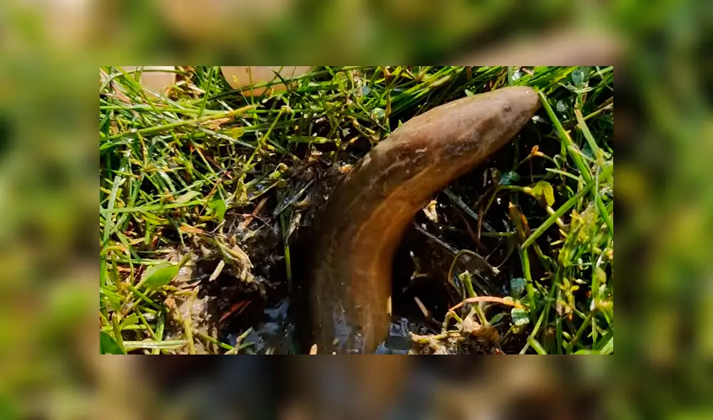 Un video viral de YouTube muestra el momento en que un joven usa pasta dental para atrapar extrañas criaturas. Un video viral de YouTube muestra el momento en que un joven usa pasta dental para atrapar extrañas criaturas.