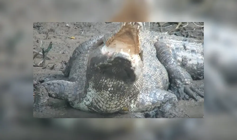Gigantesco cocodrilo busca a hembra para aparearse, sin imaginar que esta lo atacaría sin piedad [VIDEO]