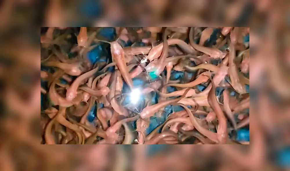 Un hombre quedó impactado a ver cientos de extrañas criaturas en un extraño pozo.