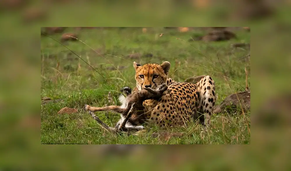 La hembra de guepardo actuó con instinto maternal al ver al antílope recién nacido. Foto: Federico Veronesi La hembra de guepardo actuó con instinto maternal al ver al antílope recién nacido. Foto: Federico Veronesi