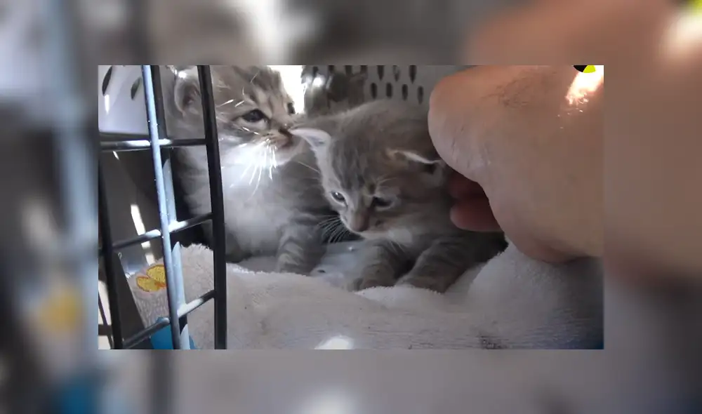 Un grupo de rescatistas se encargaron de poner a salvo a unos pequeños gatos abandonados. Foto: Facebook