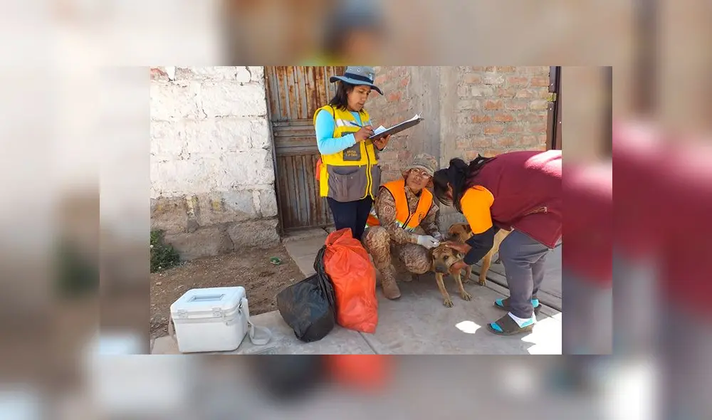 Cusco: Detectan caso de rabia canina en Chumbivilcas Cusco: Detectan caso de rabia canina en Chumbivilcas