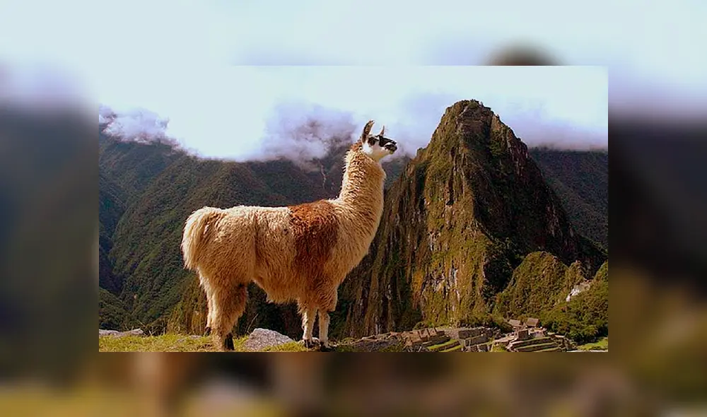 Lanzan la primera línea de juguetes inspirada en la llama peruana [FOTOS]