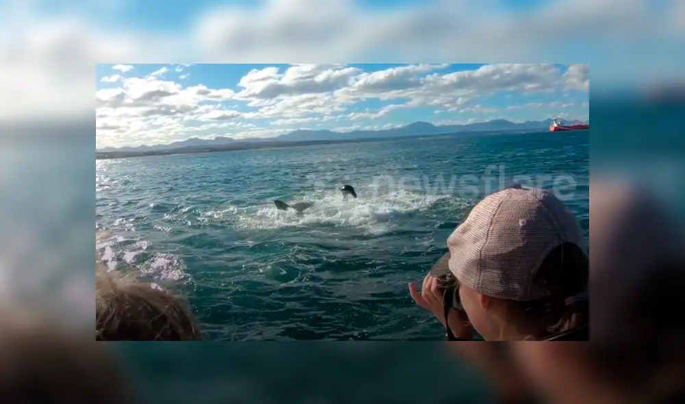 Un grupo de investigadores grabaron el momento en que una foca lucha por su vida tras el ataque de un feroz tiburón. Un grupo de investigadores grabaron el momento en que una foca lucha por su vida tras el ataque de un feroz tiburón.