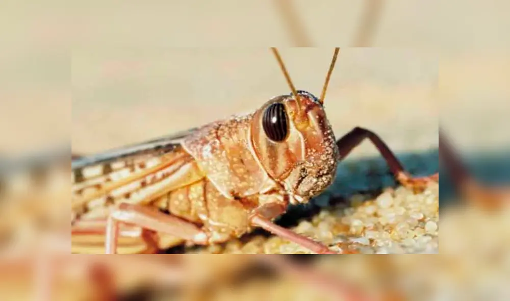 Desliza para ver los detalles del video viral de YouTube. Foto: Captura.