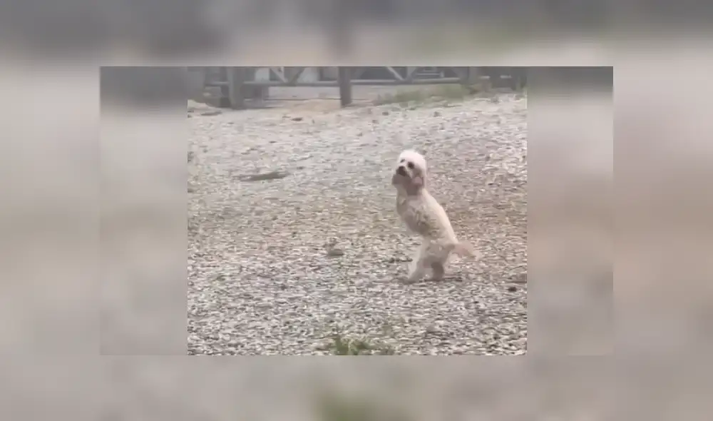 Desliza las imágenes para conocer más sobre este cachorro que se ha robado el corazón de todos en Facebook. Desliza las imágenes para conocer más sobre este cachorro que se ha robado el corazón de todos en Facebook.