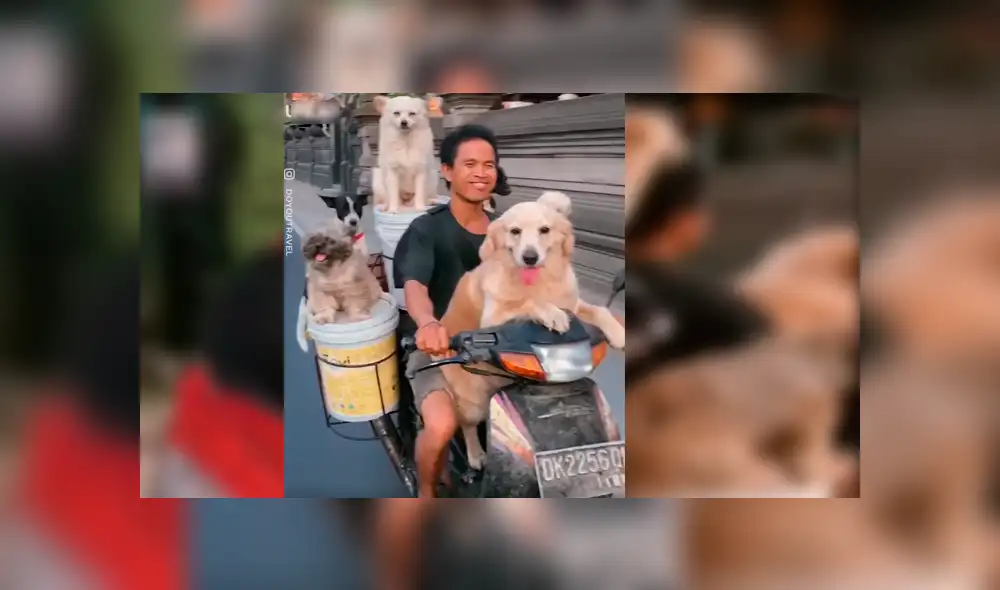 El hombre quería viajar con todos sus perros y no tuvo mejor idea que modificar su motocicleta con una singular idea que ha causado sensación en Facebook El hombre quería viajar con todos sus perros y no tuvo mejor idea que modificar su motocicleta con una singular idea que ha causado sensación en Facebook