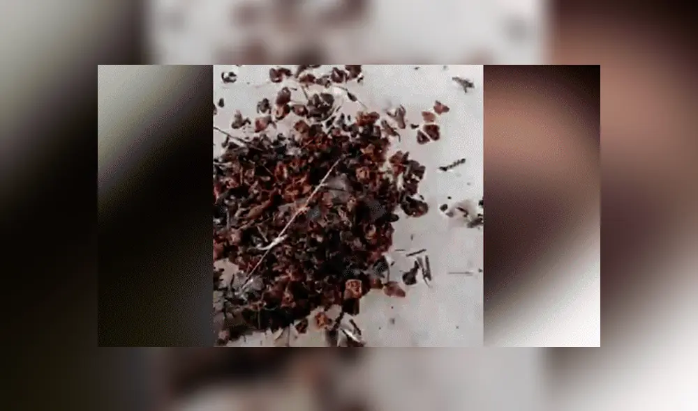 Facebook viral: Niño entra a pozo y descubre 'aterradoras' criaturas que sorprenden a miles [VIDEO]