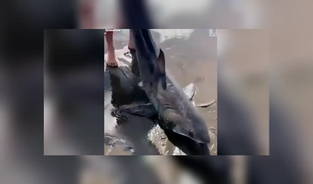Facebook viral: encuentra tiburón varado en la playa, lo regresa al mar y este revive de forma milagrosa Facebook viral: encuentra tiburón varado en la playa, lo regresa al mar y este revive de forma milagrosa