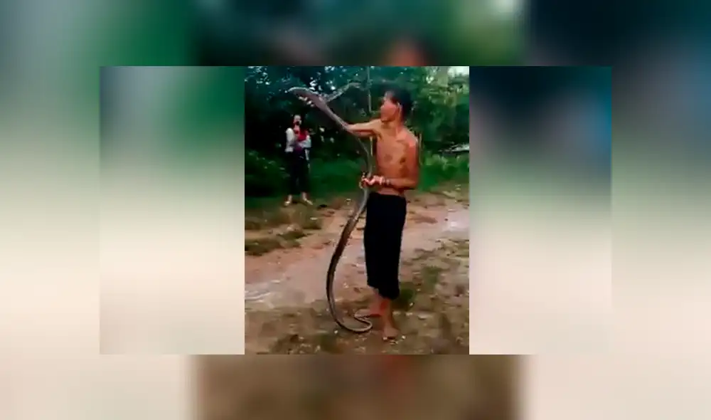 Un chamán en Indonesia se burló y manipuló bruscamente a una cobra real mientras que la hizo enojar cada vez más hasta que el reptil lo mordió dos veces en su cuerpo.