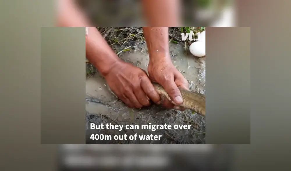 Desliza hacia la izquierda para ver los peces que aparecen en el video viral de Facebook.