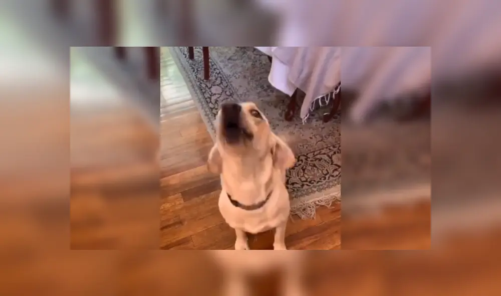 Desliza las imágenes para ver el curioso comportamiento de este can al resolver sumas matemáticas. (Foto: captura / TikTok / @beatrizvernon)