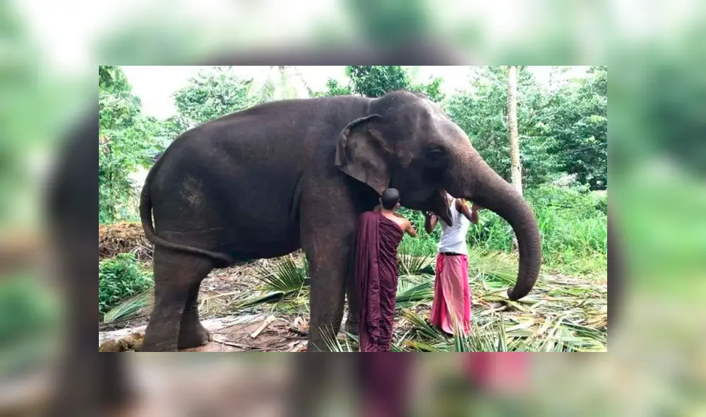Captan a otro elefante llorando de dolor mientras es azotado por sus cuidadores [VIDEO] 