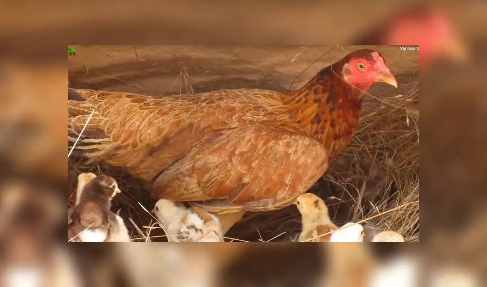 Vía YouTube: Cocodrilo busca devorar a crías de mamá gallina y ella arriesga su vida para salvarlos [VIDEO]