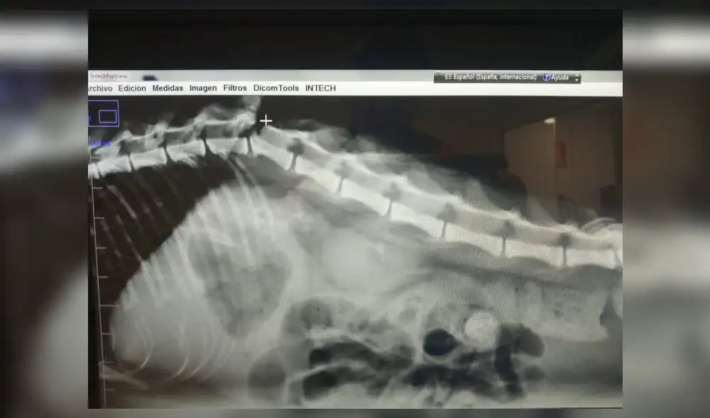 Un refugio denuncia el desgarrador" caso de maltrato animal que sufrió una gata. Foto: Difusión. Un refugio denuncia el desgarrador" caso de maltrato animal que sufrió una gata. Foto: Difusión.