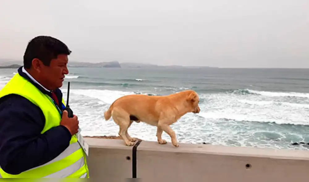 Juegos Panamericanos 2019: Chato, el perro que tiene su credencial y tiene libre acceso en la sede de Punta Rocas.