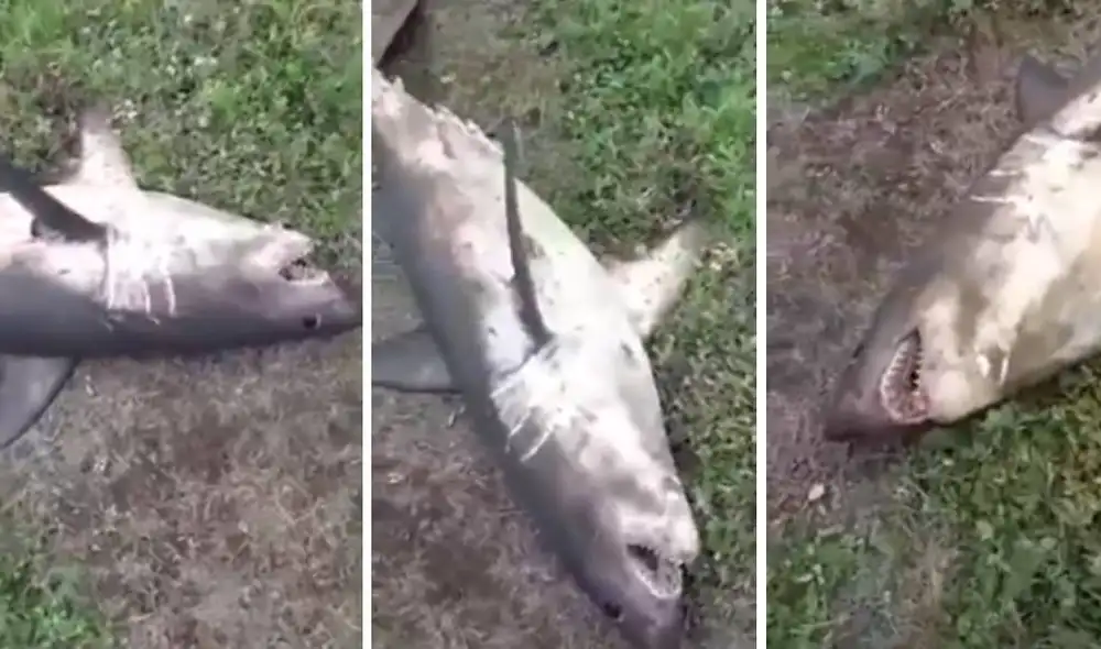 Las imágenes muestran a un escualo muerto en las orillas de un río de Rusia. Foto: YouTube/Captura/RT en Español Las imágenes muestran a un escualo muerto en las orillas de un río de Rusia. Foto: YouTube/Captura/RT en Español