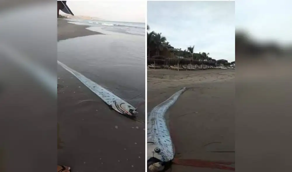 Facebook viral: Se viraliza video 'fake' de 'pez remo' tras el sismo en Loreto [VIDEO]