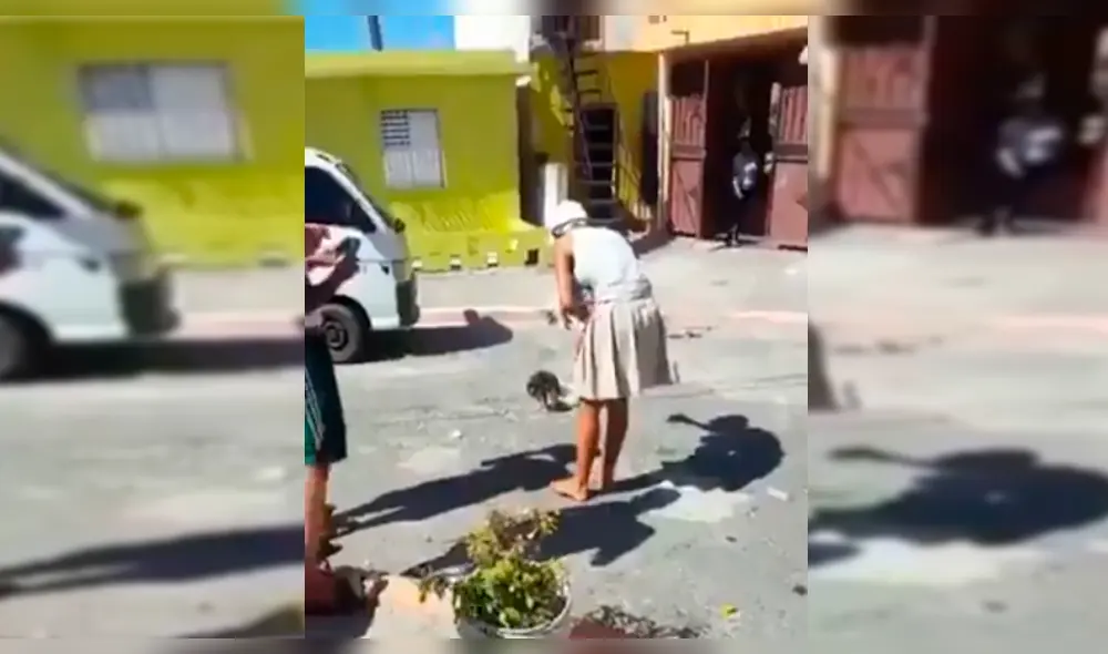 YouTube Viral: Video donde perro y gato se aparean genera asombro en la red