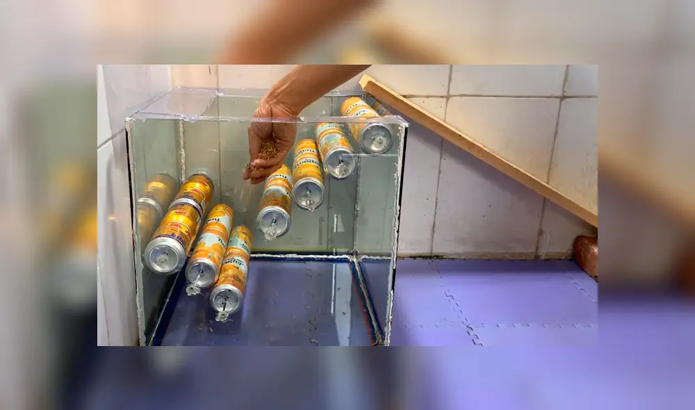 En YouTube, un chico sorprendió con un peculiar método para capturar ratones de una manera sencilla. En YouTube, un chico sorprendió con un peculiar método para capturar ratones de una manera sencilla.