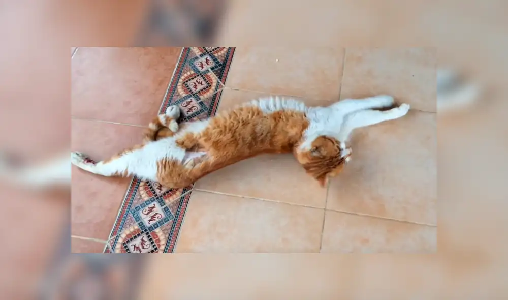 YouTube viral: gato herido ruega a hombre que lo ayude a salvar su vida [VIDEO]