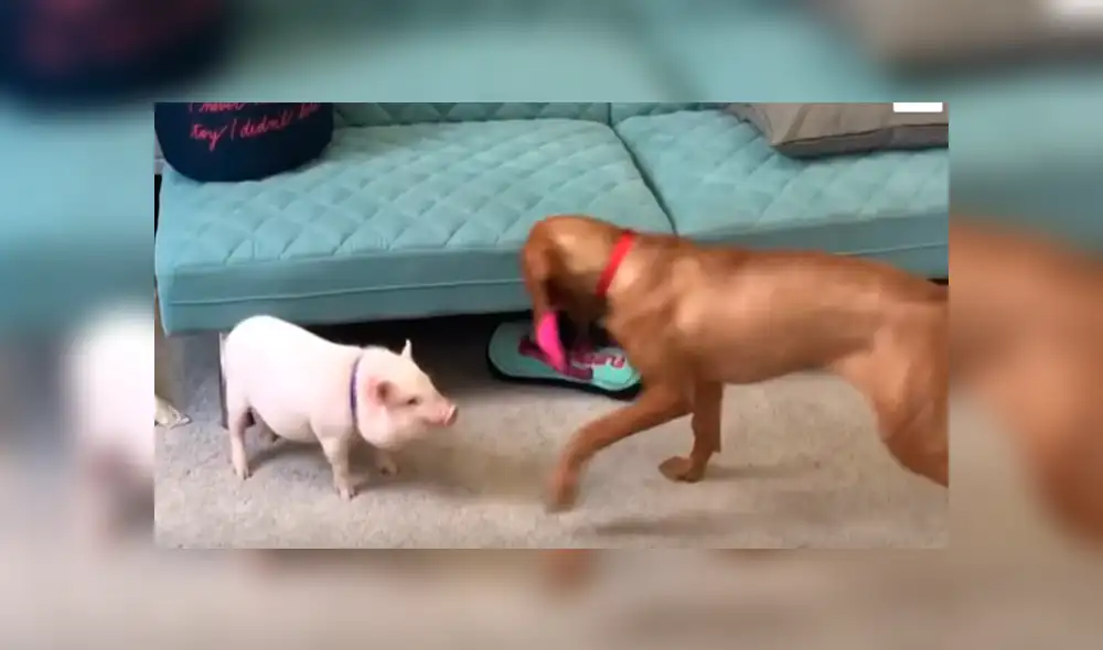 En YouTube, un joven acogió a un indefenso cerdo bebé y no imaginó la reacción de su perro al enterarse de la noticia. En YouTube, un joven acogió a un indefenso cerdo bebé y no imaginó la reacción de su perro al enterarse de la noticia.