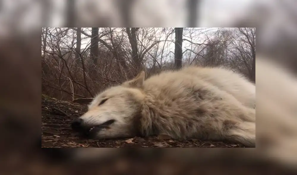 YouTube viral: ni para aullar se levanta esta loba denominada 'la más perezosa del mundo' [VIDEO]