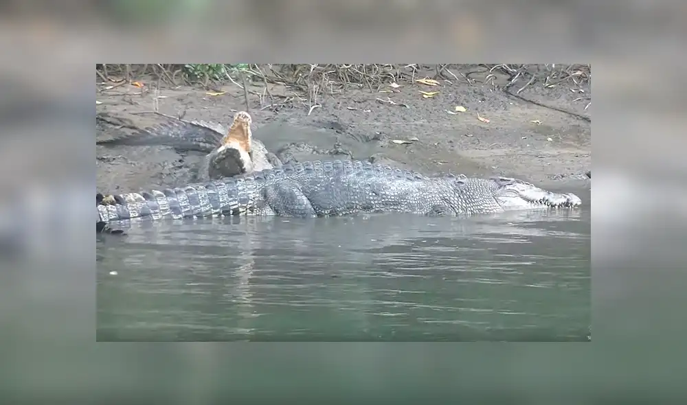 Gigantesco cocodrilo busca a hembra para aparearse, sin imaginar que esta lo atacaría sin piedad [VIDEO]