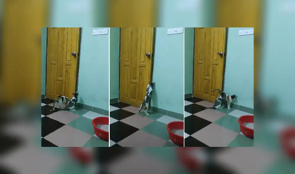 Desliza las imágenes para ver más detalles sobre esta escena que es viral en youTube. (Foto: captura)