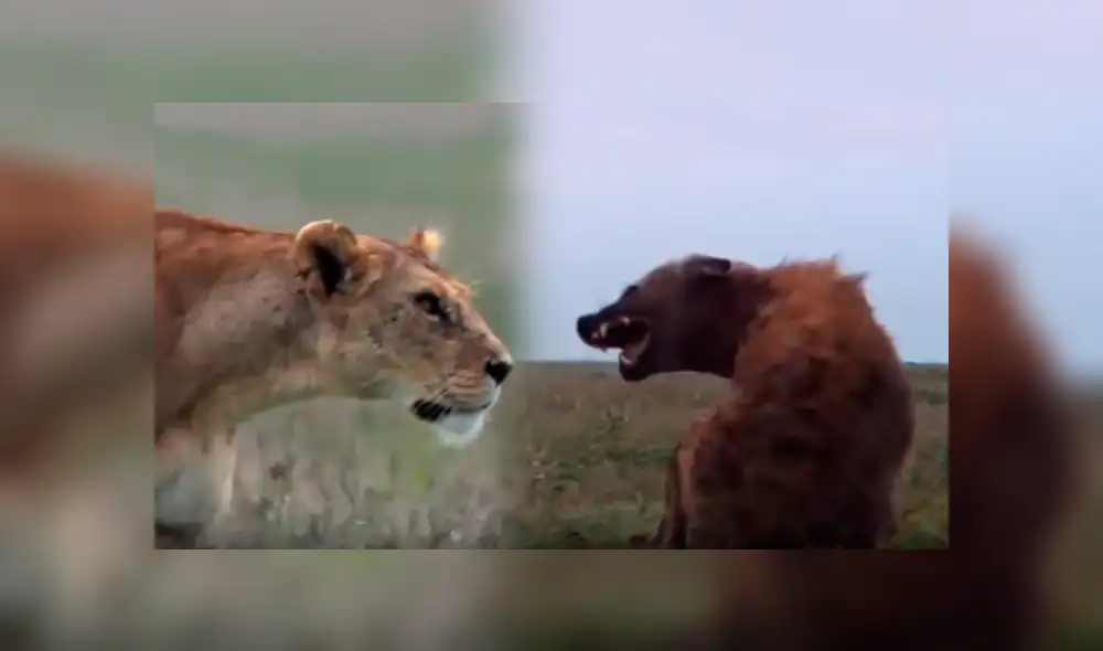 YouTube: Una hiena encontró la muerte al ingresar por error a un campo de leones [VIDEO]