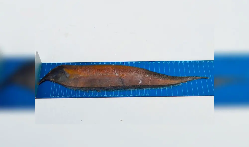 Pichari: Hallan nueva especie de pez en el río Apurímac