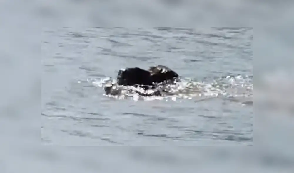 YouTube: Lo increíble sucede cuando un bufalo fue acorralado por feroces leones y cocodrilos [VIDEO]