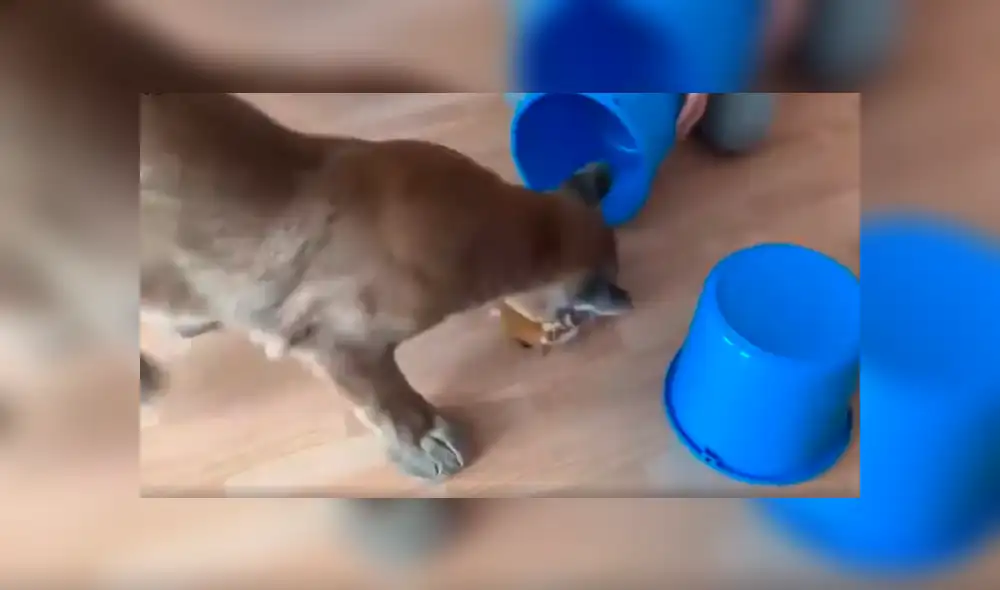 Desliza para ver el desenlace de este video viral de Facebook. Foto: Captura. Desliza para ver el desenlace de este video viral de Facebook. Foto: Captura.