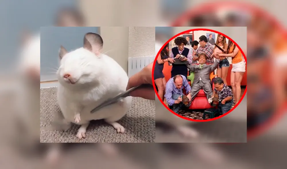 YouTube viral: chinchilla blanca adora que la acicalen y la comparan con Luis Miguel de JB [VIDEO] 