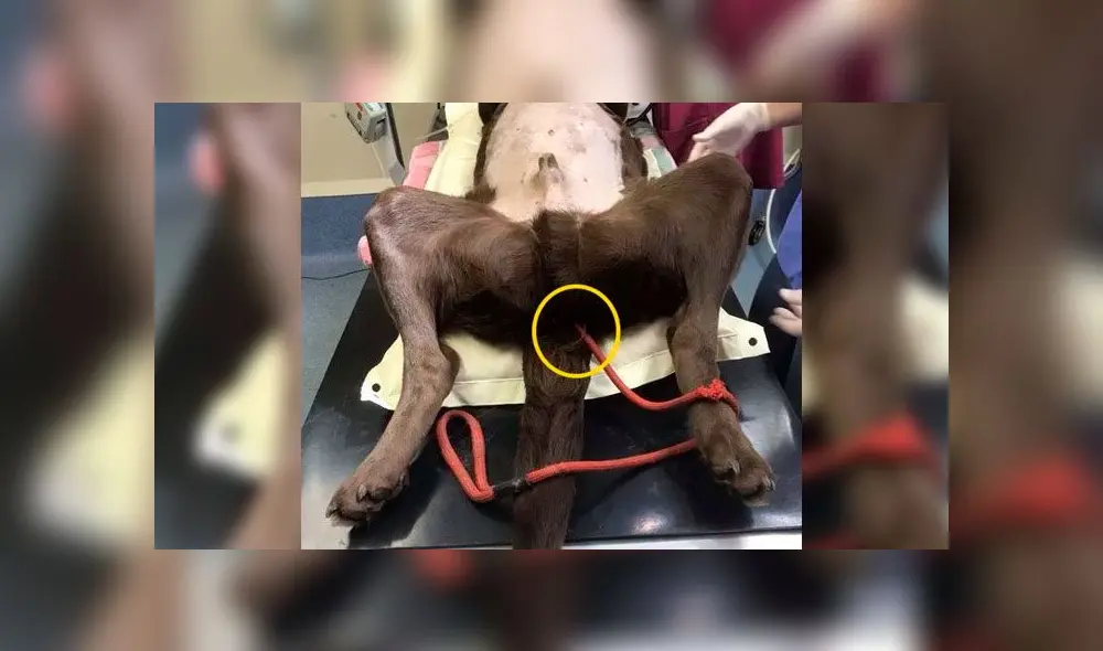 Perro se come su correa de un metro y veterinarios sufren al extraerlo [FOTOS]
