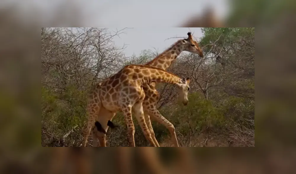 En YouTube, unas dos jirafas tuvieron una épica pelea en medio de la selva y fueron captados por unos jóvenes. En YouTube, unas dos jirafas tuvieron una épica pelea en medio de la selva y fueron captados por unos jóvenes.