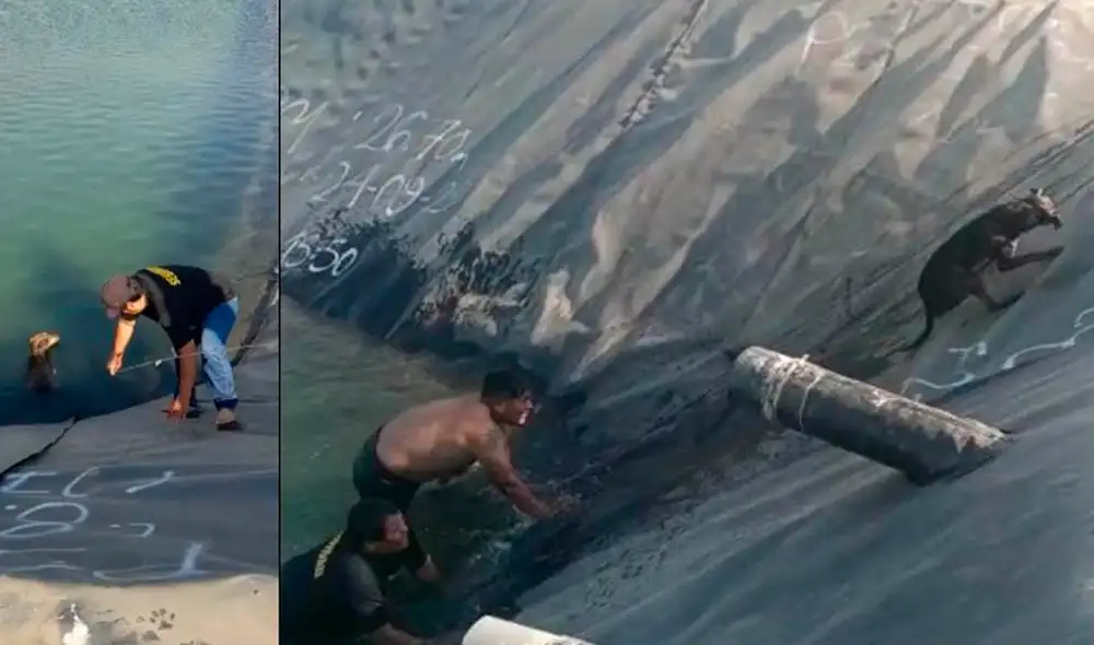 La situación fue complicada ya que el perrito trataba de escapar y evitaba ser ayudado. La situación fue complicada ya que el perrito trataba de escapar y evitaba ser ayudado.