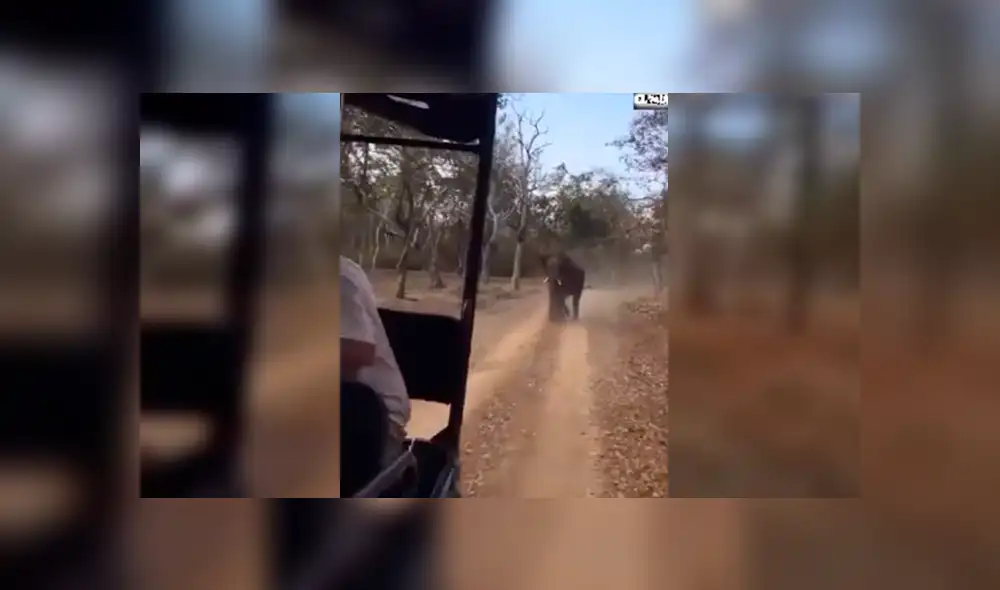 YouTube viral: elefante enojado intenta matar a turistas que invadieron su territorio [VIDEO]