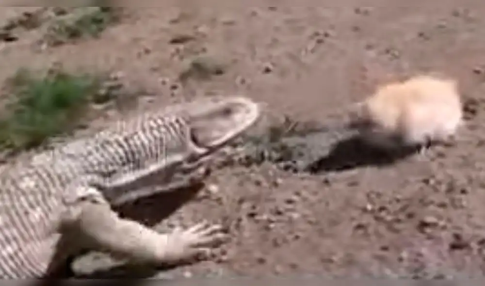 Vía YouTube: enfrentamiento entre un pollito y un largarto sorprendió a todos [VIDEO]